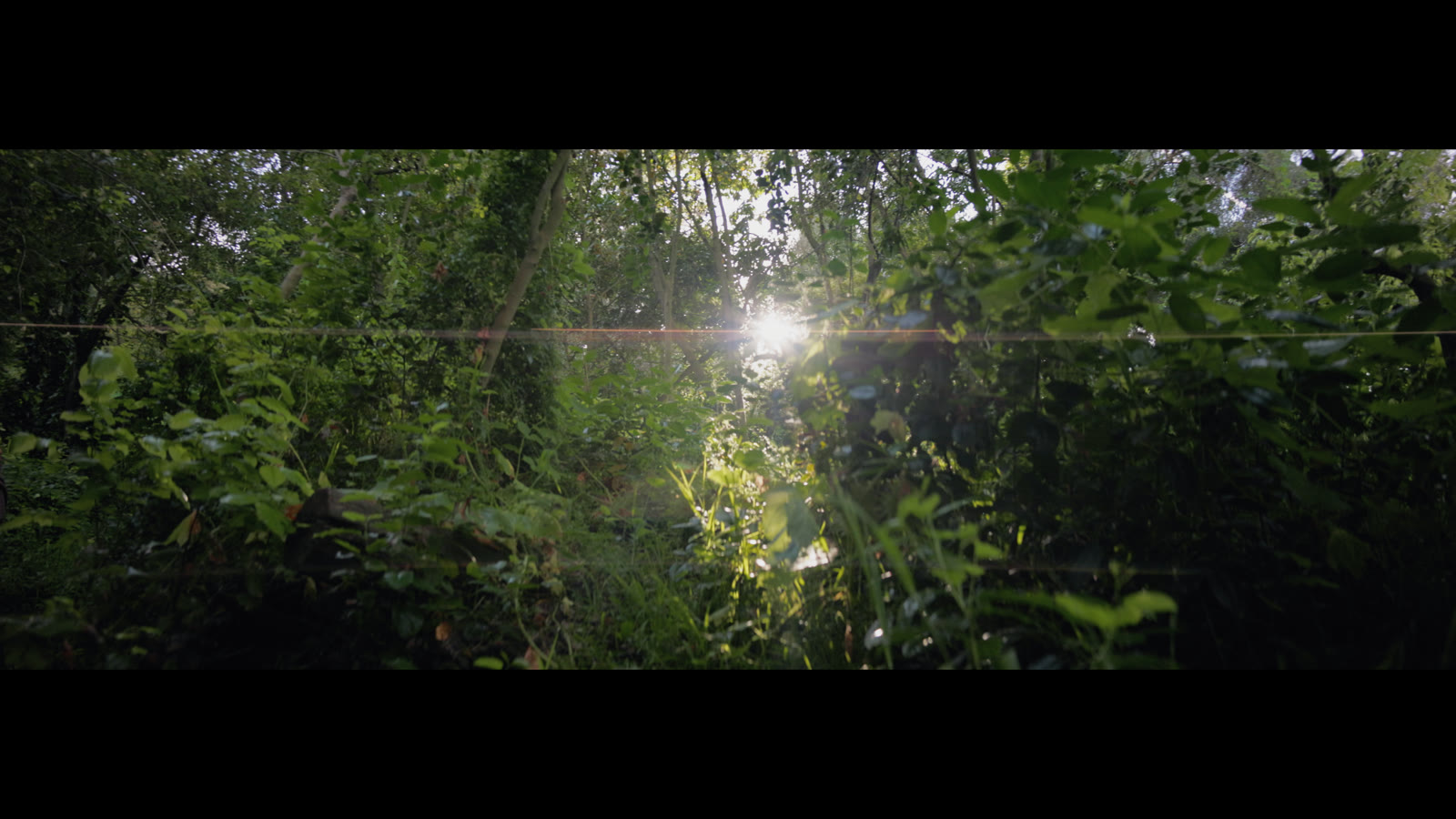Forest footage graded in ColorPilot